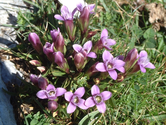 Gentianella campestris / Genzianella campestre